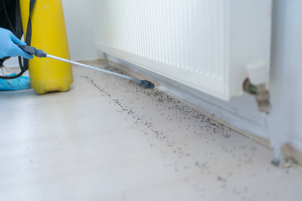 Best Ant Control Services  in Sorrento, LA