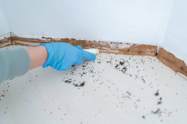Best Best Pest Control Companies  in Sorrento, LA