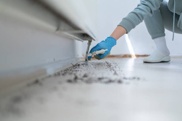 Best Termite Control Services  in Sorrento, LA